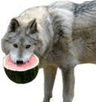 Wata_Wolf
