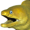 eel