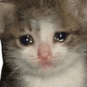 Crying_Kitten