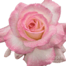 07_pink_rose