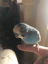 xonestlysbird
