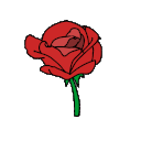 rose