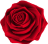 red_rose