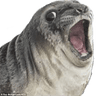 o_seal