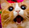 space_cat