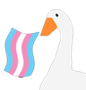 bcr_transgoose