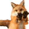 PawBeans