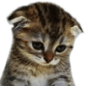 cat_sad
