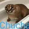 chucha