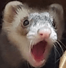 FerretPog2