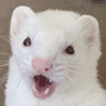 FerretPog3