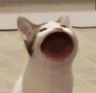 pop_cat