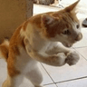 angrycat