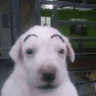 eyebrow