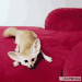 FreakoutFennec
