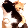 Cat_hugged