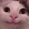 cutesmilecatmeme
