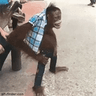 monke