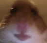 TeleHamsterStare