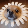 2512flowerdog