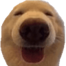 doghappy