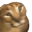 floppa_shake_spin