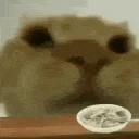 cat_eating