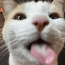 2552criminalcat