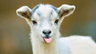 goatphoto