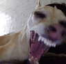 Scary_Dog