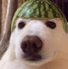 dog_melon