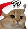 9758christmasstarecat