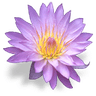 5906flowerwaterlily