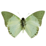 6396butterflysage