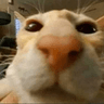 catfacewhat