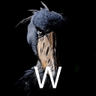 TheW