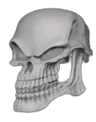 skull