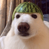 doggo_melon