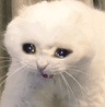sadcat