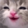 cat_hehe_cc