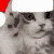 y_christmaskitty
