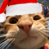 katchristmas