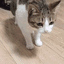 r_catflop