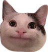 Imencat1