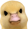 psyMad