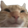 swagHappyCat