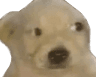 perroOhshit