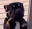 dogpawdance