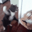 kittyviolence