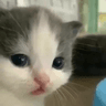 kat